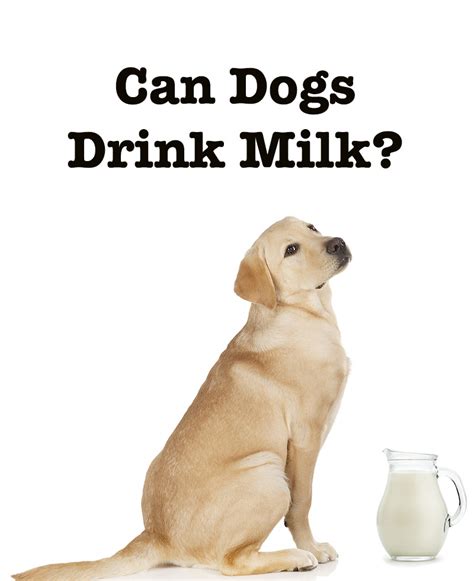 can dogs drink lactaid milk.